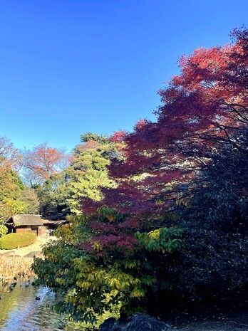 40庭園の紅葉.jpg