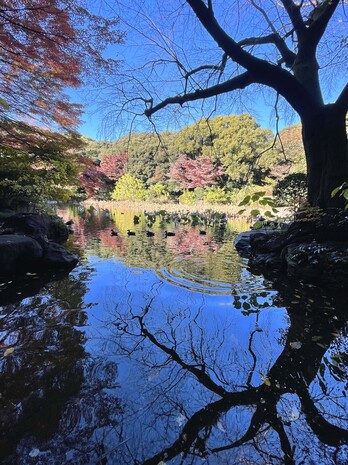 41庭園の池.jpg