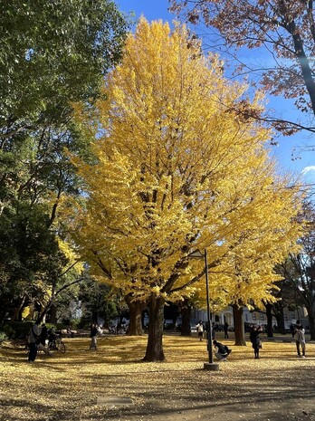 42公園の銀杏.jpg